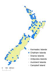 Rumohra adiantiformis distribution map based on databased records at AK, CHR & WELT.
 Image: K.Boardman © Landcare Research 2020 CC BY 4.0